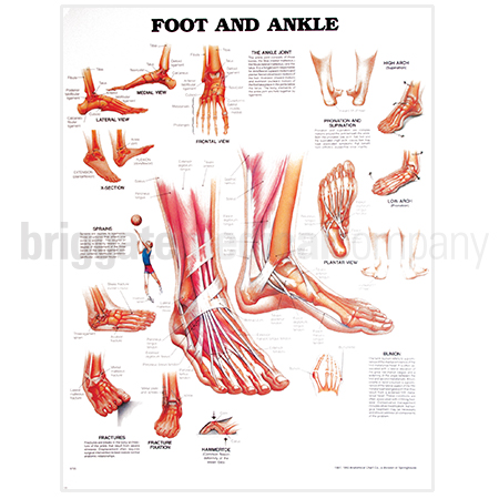 Laminated Anatomical Chart - Foot & Ankle - Briggate Medical Company