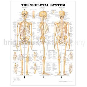 Laminated Chart - Skeletal System Full Body