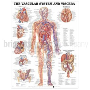 Laminated Chart - The Vascular System