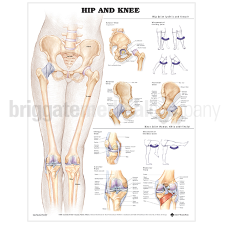 Laminated Chart - Hip and Knee