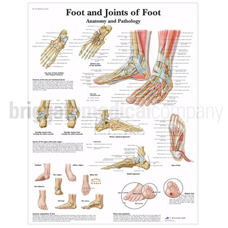 Laminated Chart - Foot & Joints of Foot