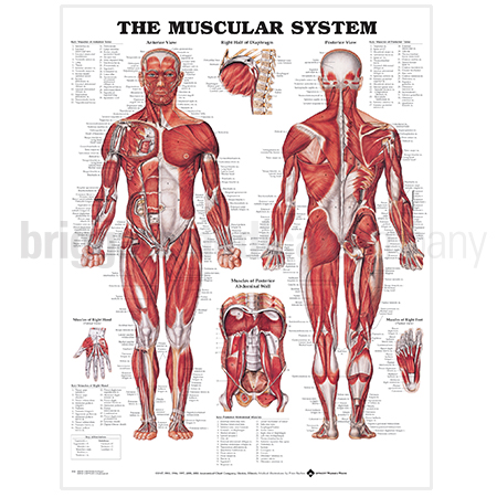 Laminated Chart - Muscular System Full Body