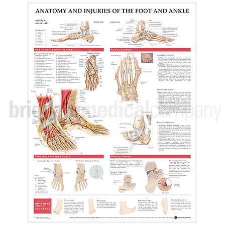 Laminated Chart - Anatomy & Injuries Foot & Ankle