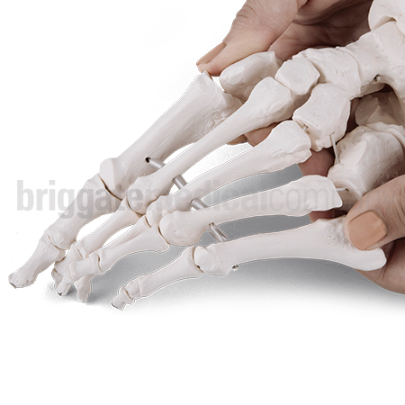 Foot & Ankle Bone Set - Elasticated - Image 2