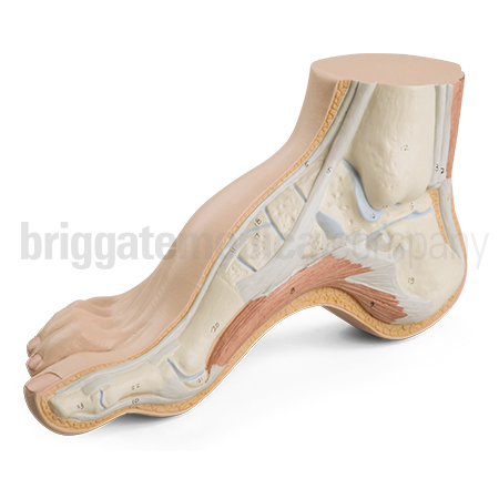 Foot Model - Anatomical Arched Foot