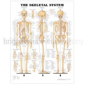 Laminated Chart - Skeletal System Full Body