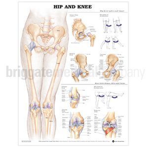 Laminated Chart - Hip and Knee