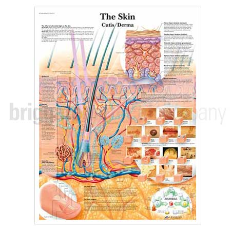 Laminated Chart - The Skin