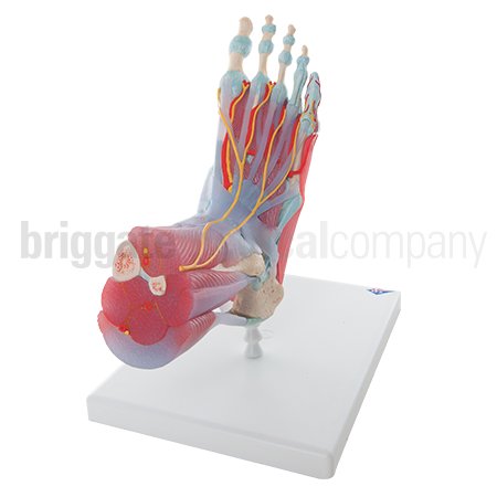 Foot Model - Skeleton with Ligaments & Muscles - Image 2