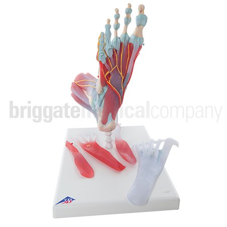 Foot Model - Skeleton with Ligaments & Muscles - Image 3