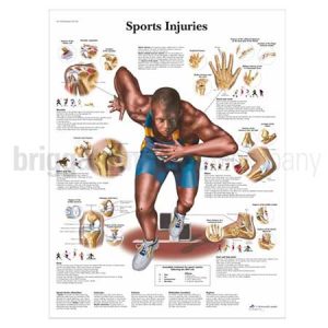 Laminated Chart - Sports Injuries