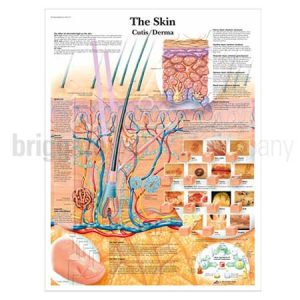 Laminated Chart - The Skin