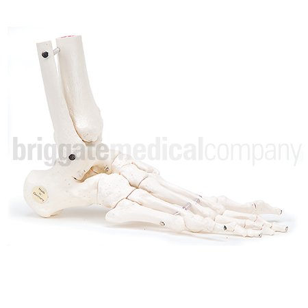 Foot & Ankle Bone Set - Elasticated